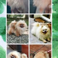 Spitz pomerania SOLO PER ACCOPPIAMENTO