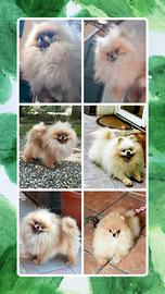 Spitz pomerania SOLO PER ACCOPPIAMENTO