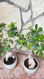 Ficus Ginseng