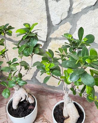 Ficus Ginseng
