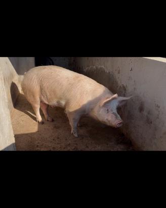 Maiale