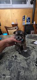 Maschi pelo lungo e corto chihuahua