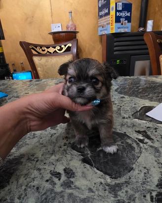 Maschi pelo lungo e corto chihuahua