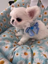 Cucciolo chihuahua pelo lungo