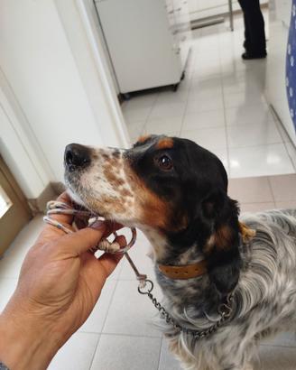 Cuccioli setter inglese