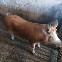 Verro incrocio duroc