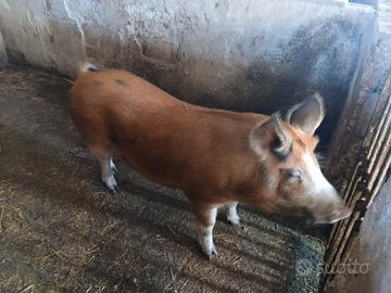 Verro incrocio duroc