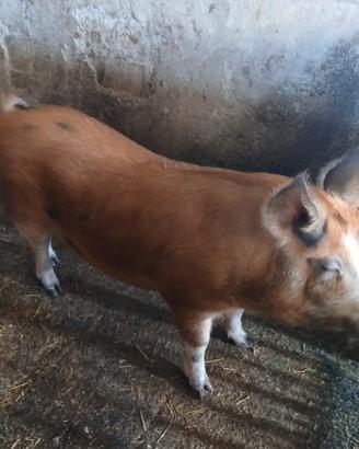 Verro incrocio duroc