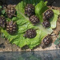 Tartarughe Hermanni e Graeca con Cites