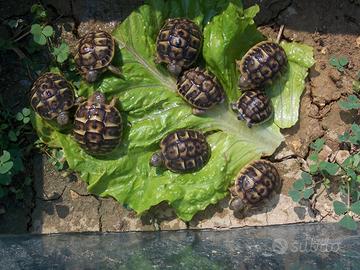 Tartarughe Hermanni e Graeca con Cites