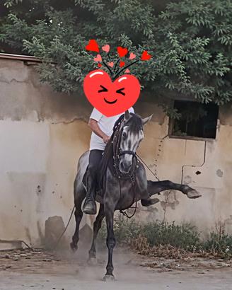 Andaluso