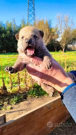 Ultimo cucciolo M di cane lupo cecoslovacco (CLC)