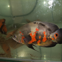 Astronotus occellatus