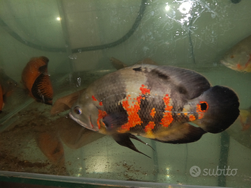 Astronotus occellatus