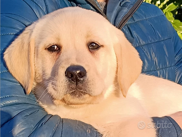 Labrador cucciole femmine con pedigree