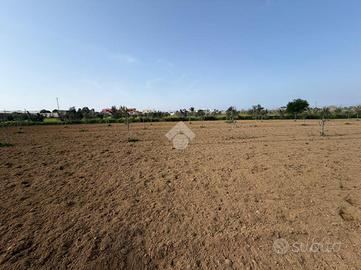 TER. AGRICOLO A ALEZIO