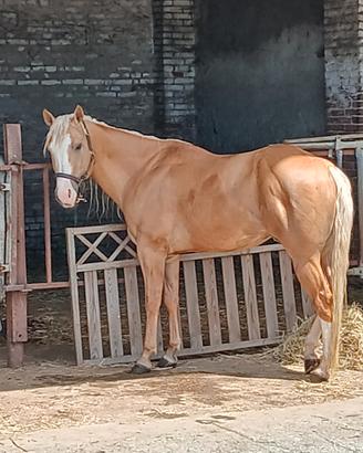 Cavallo