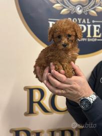 cuccioli Barboncino Red Brown disponibili 