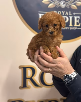 cuccioli Barboncino Red Brown disponibili 