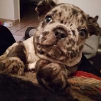 Cuccioli french bull da prenotare solo 500
