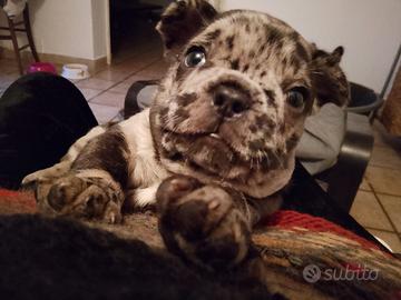 Cuccioli french bull da prenotare solo 500
