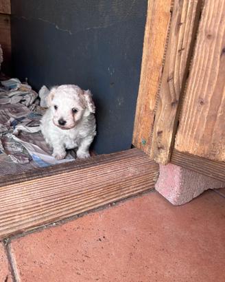 Cuccioli Maltipoo Toy e nano