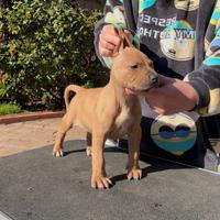 Cuccioli di pit bull ukc con pedigree