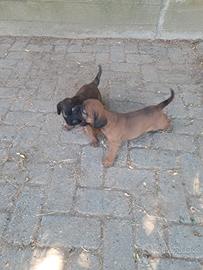 Cucciolo segugio di Hannoverscher
