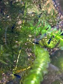 Caridine, BLU E ROSSE