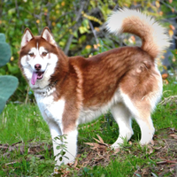 Siberian Husky per monta