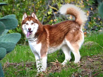 Siberian Husky per monta