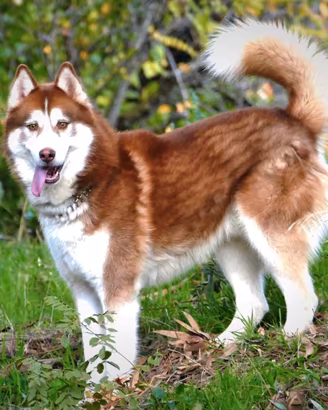 Siberian Husky per monta