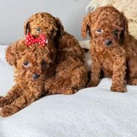 Barboncini Toy e mini toy