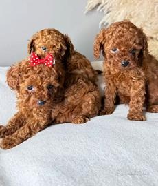 Barboncini Toy e mini toy