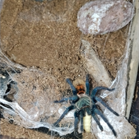 Chromatopelma Migale