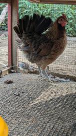 Gallina ornamentale coronata siciliana