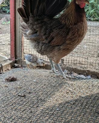 Gallina ornamentale coronata siciliana