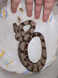 Boa constrictor