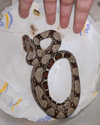 Boa constrictor