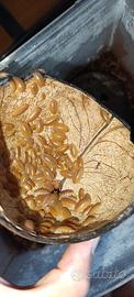 Onischi (Porcellio laevis) orange