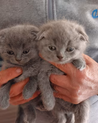 Scottish fold è straight 