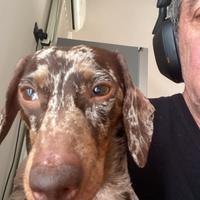 Bassotto arlecchino per accoppiamento