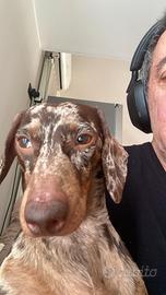 Bassotto arlecchino per accoppiamento