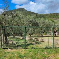 Terreno agricolo ( ULIVETO ) più attrezzatura