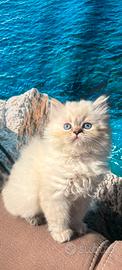 Gattini scottish Blue Point Longhair