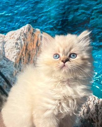 Gattini scottish Blue Point Longhair