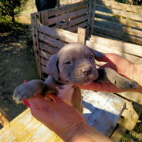 Cucciolo di cane corso