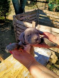 Cucciolo di cane corso