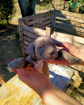Cucciolo di cane corso