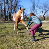 Cavallo sportivo massaggi terapeutici